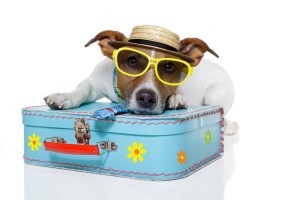 Dog-on-holiday